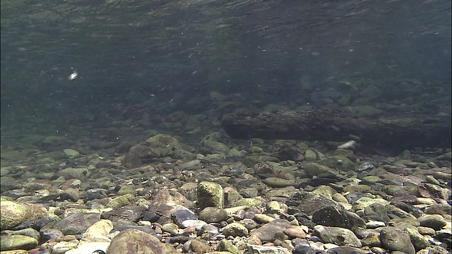 琉球亚育鱼在大岛天美川内河里游泳。视频素材