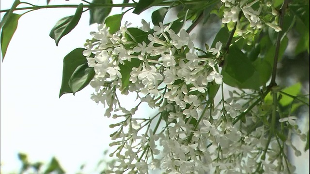 树上开着白色的丁香花。视频素材