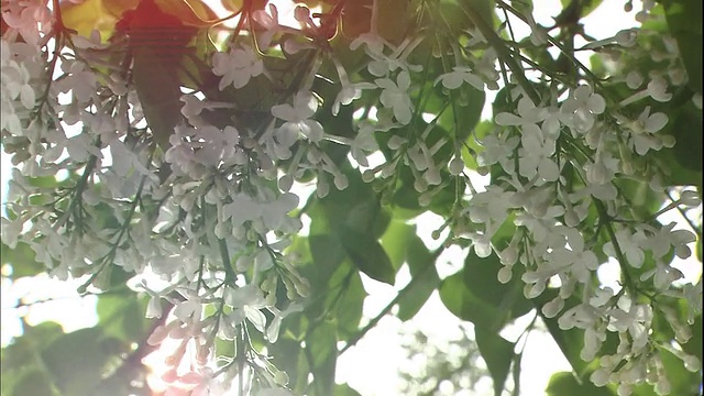 日本札幌市，阳光照在微风中摇曳的白色丁香花上。视频素材