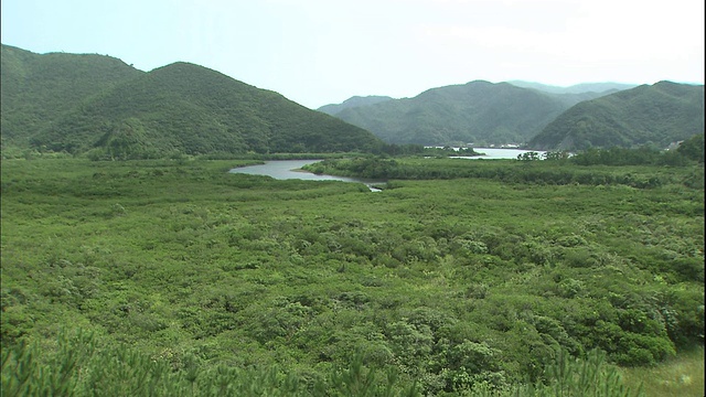 大岛天美河岸上生长着一片红树林。视频素材