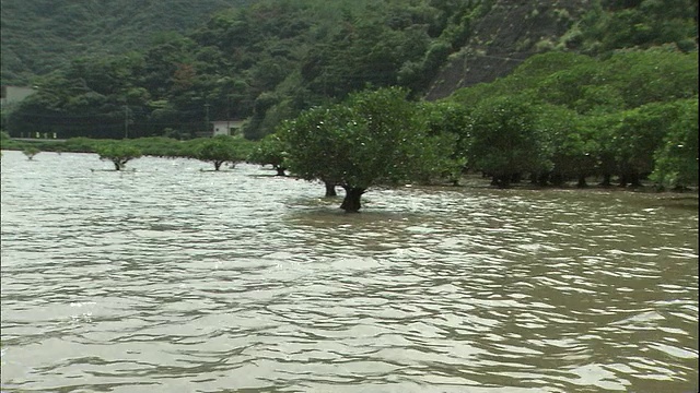 红树林从大岛天美海岸伸出来。视频素材