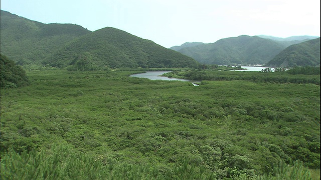 大岛天美河岸上生长着一片红树林。视频素材