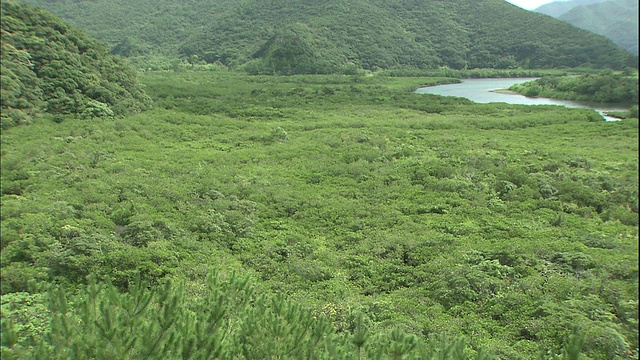 在Amami Oshima的一座山附近，一片红树林覆盖着这片风景。视频素材