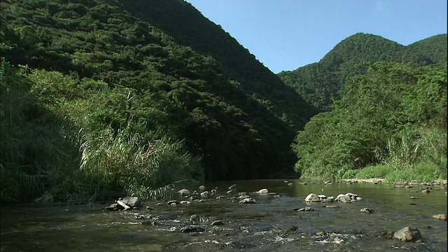 郁郁葱葱的树叶覆盖着潺潺溪流附近的一座山。视频素材