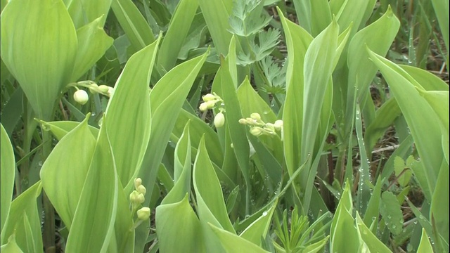 盛开的百合花聚集在湿地上。视频素材