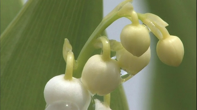 铃兰的花在风中沙沙作响。视频素材