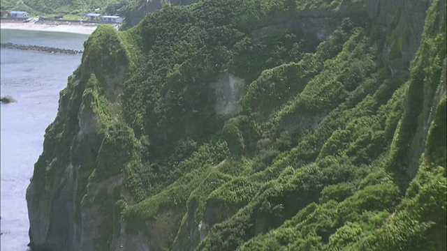 太平洋雨燕飞过北海道岛的悬崖。视频素材