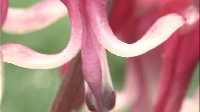 粉红色的高山花在微风中颤抖。视频素材