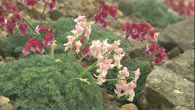 在日本的摩托仙岭山上，阿尔卑斯山的花在微风中颤抖。视频素材