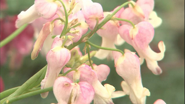 粉红色和白色的高山花在微风中颤抖。视频素材