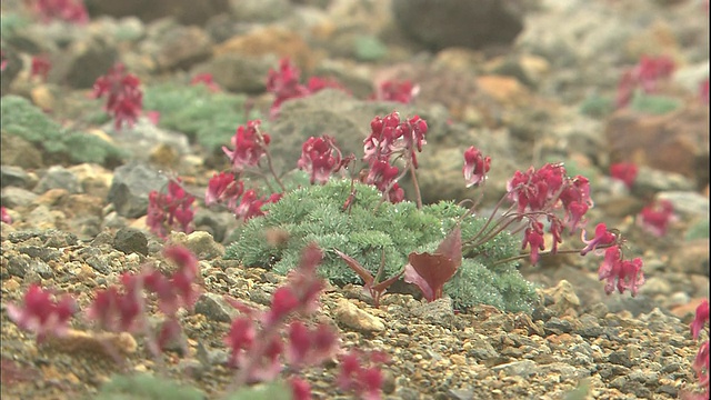 日本群马根的摩托莲山上的双心花在风中颤抖。视频素材