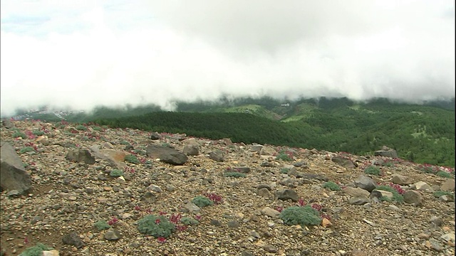 日本的草津镇，浓雾笼罩着生长在摩托仙岭山上的高山植物Dicentra附近。视频素材