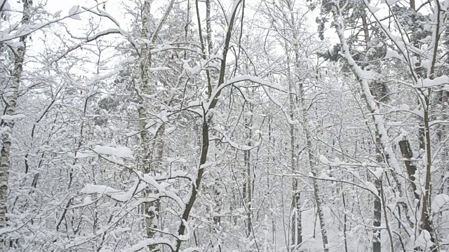 森林里雪花纷飞，树干在风中轻轻摇曳视频素材