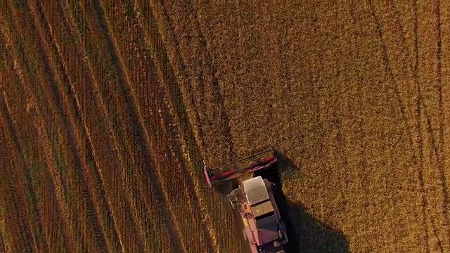 农村联合耕作荞麦田视频素材