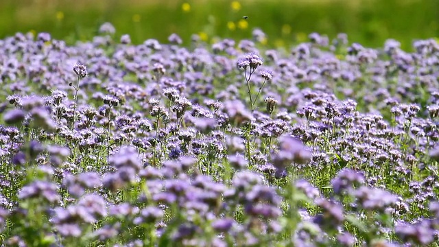 钟穗花开花视频素材