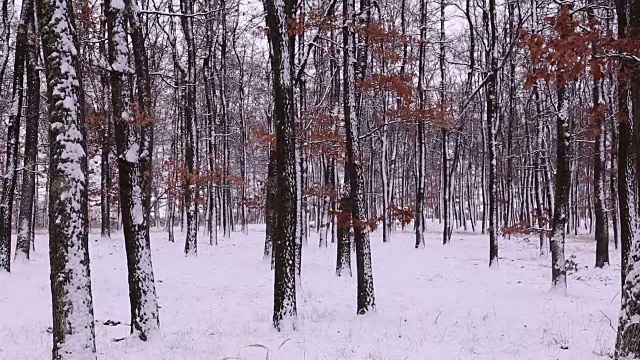 森林里飘雪的冬天视频素材