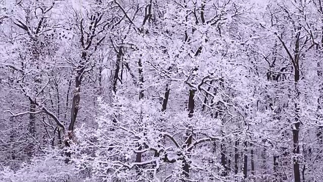 森林里飘雪的冬天视频素材