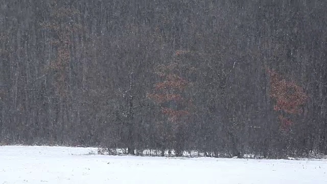 森林里飘雪的冬天视频素材