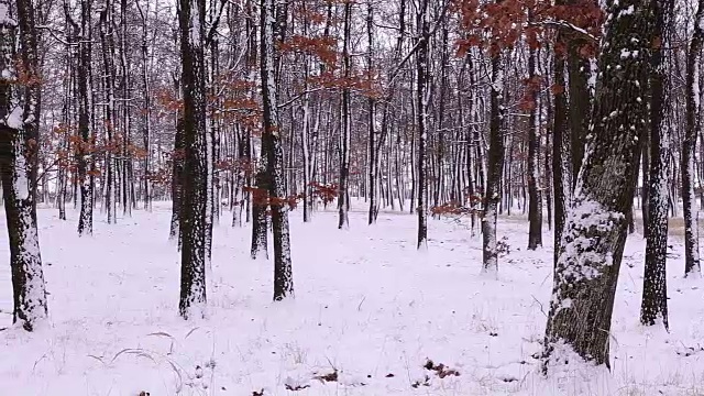 森林里飘雪的冬天视频素材