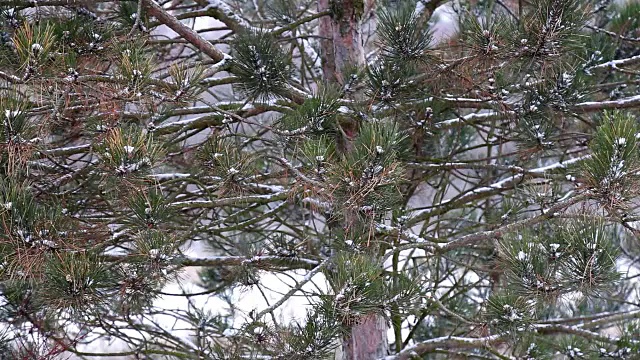 森林里飘雪的冬天视频素材