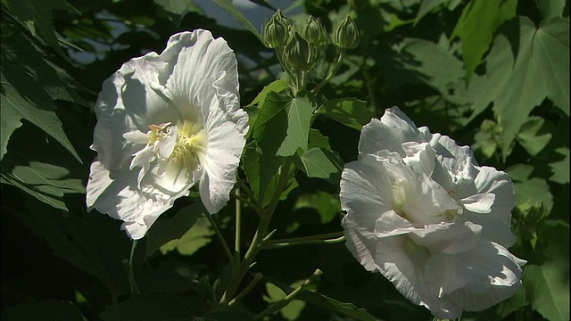 一种芙蓉花在花瓣的颜色改变之前是白色的。视频素材