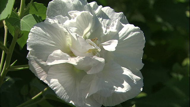 一种芙蓉花在花瓣的颜色改变之前是白色的。视频素材