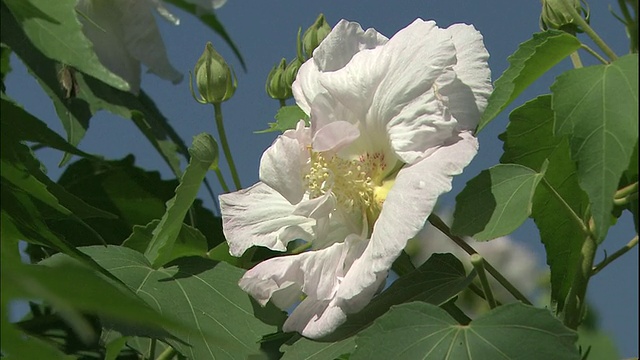 芙蓉花的花瓣会变色。视频素材