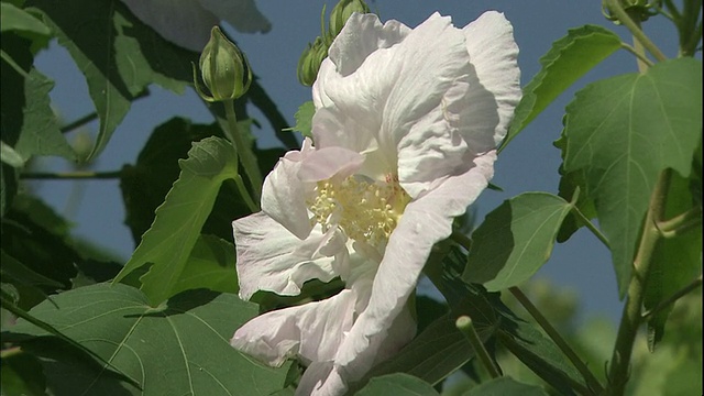 芙蓉花的花瓣变了颜色。视频素材