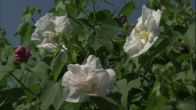 盛开的芙蓉在风中摇曳。视频素材