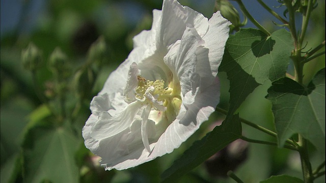 芙蓉花的花瓣变了颜色。视频素材