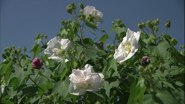 木槿有白色和紫色的花。视频素材