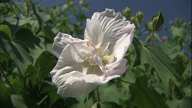 一株淡粉色的芙蓉花迎风摇曳。视频素材