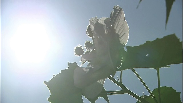 明亮的阳光映出芙蓉花的剪影。视频素材