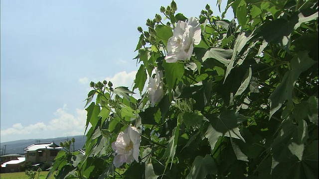 微风吹过盛开的芙蓉花。视频素材