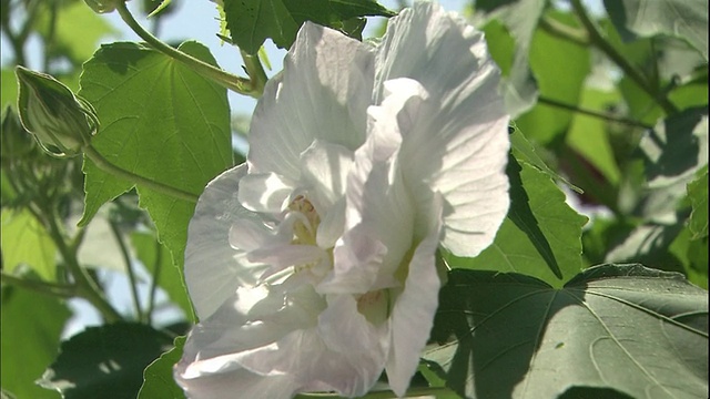 白色的芙蓉花在风中摇曳。视频素材