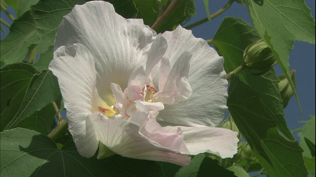 白色的芙蓉花瓣变粉红色。视频素材