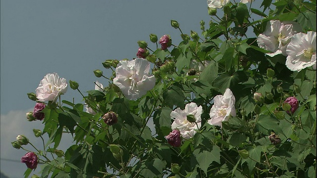 木槿有白色和紫色的花。视频素材