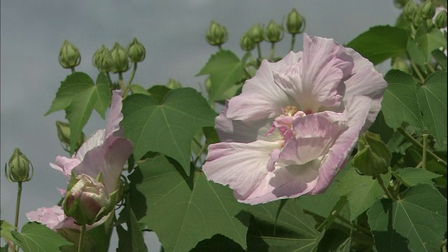 日本神奈川，一株粉红色的芙蓉花盛开。视频素材