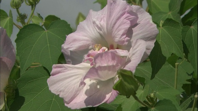 日本神奈川，一株粉红色的芙蓉花盛开。视频素材