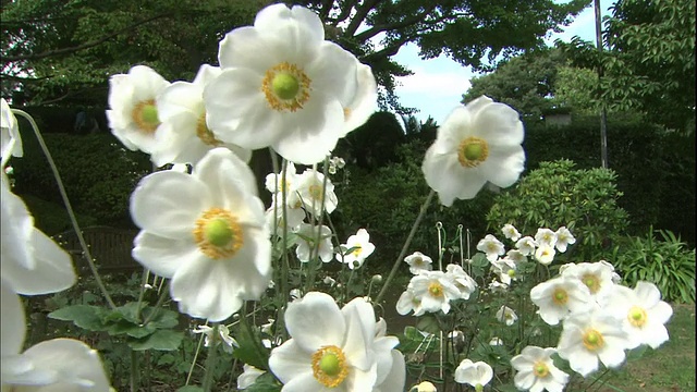 日本横滨中库崖18号屋的花园中生长着日本海葵。视频素材