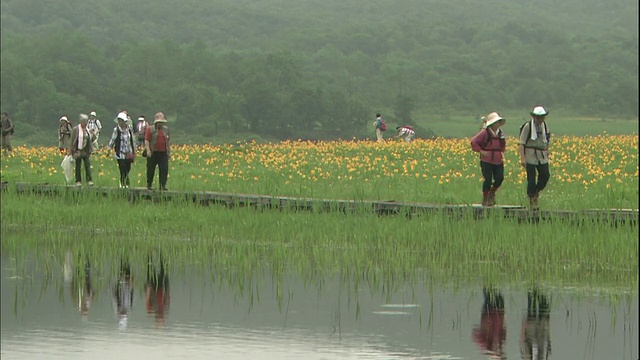 日本福岛县北岛原村，游客们在花椰菜社区散步。视频素材