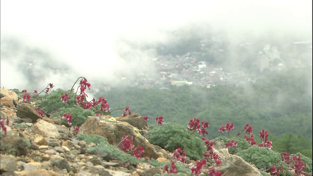 一层薄雾在日本的草津山谷附近的Dicentra高山植物生长在Motoshirane山。视频素材