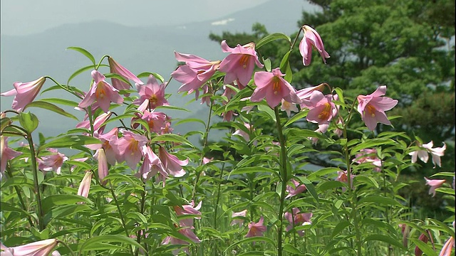 在日本土丘，星光百合在微风中摇曳。视频素材