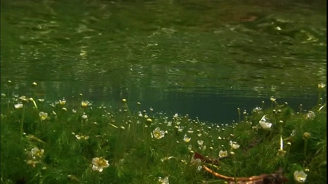 金凤花-水仙花在日本积藏河的河床上开花。视频素材