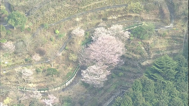 日本箱根海岸的阿什湖上漂浮着小船。视频素材