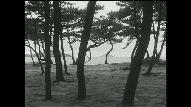 在伊士曼半岛(Itoshima Peninsula)，一道茅草篱笆将卵石覆盖的海滩与松树林隔开。视频素材