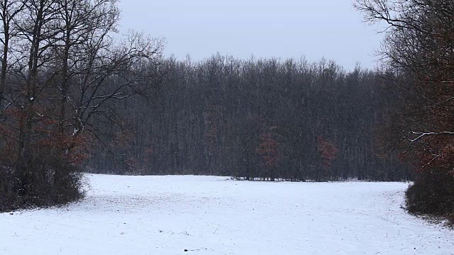 森林里飘雪的冬天视频素材