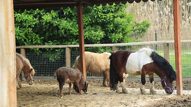 农场动物喂食视频素材