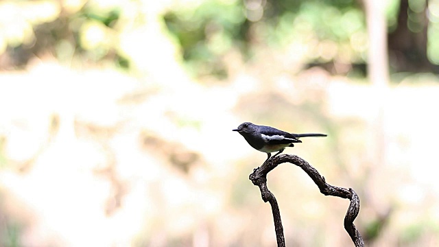 鸟类东方喜鹊知更鸟(Copsychus saularis)在森林中的分支视频素材