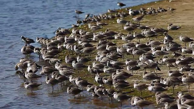 Willet, Tringa semipalmata，在沙洲上休息视频素材